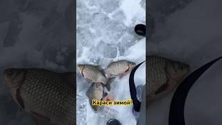 Как поймать карася зимой? #рыбалка #fishing #рыбак #carpfishing #карась #охота #зимняярыбалка #улов