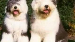 Old English Sheepdog!!!