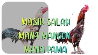 Perbedaan dan persamaan jenis ayam mangon dengan ayam pama