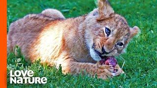 Lion Cub Spotty Dines on Impala for the First Time | Love Nature