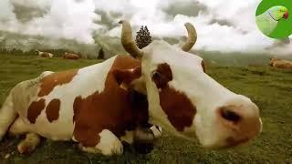 COW VIDEOS, COWS GRAZING IN A FIELD, COWS MOOING | Cow Video