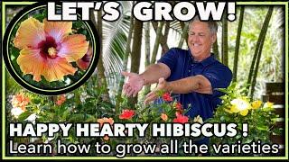 HIBISCUS PLANT GROWING TIPS