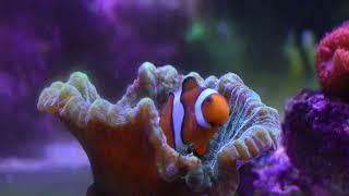 Clownfish Hosting Pectinia Coral