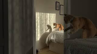Cute cat playing with own shadow