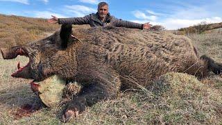 GIANT WILD BOAR - Skills to Deal with Invasive Wild Boars,  Wild Boar Breeding