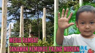 PETANI KEMUKUS INDONESIA PROSES PEMASANGAN MEDIA RAMBAT TAJAR BETON