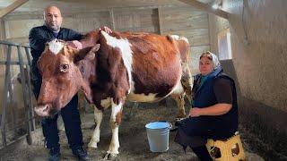 Cheesemaking at home,  cheese with your own hands -  THE COW LIKED IT 