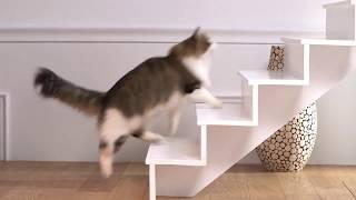 Royal Canin Feline Breed Nutrition - Norwegian Forest Cat