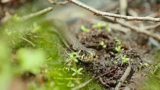 The Mystery of Life in Nature's Snakes Revealing the Secrets Behind the Wonders of the Reptile World