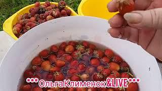 Клубники очень много варю варенье.