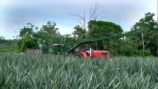 DOLE - Harvesting Pineapples