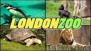 LONDON ZOO (4k)