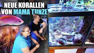 NEUE Korallen von MAMA TUNZE für Felix!