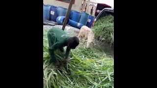 making silage with mulato 2