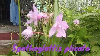 Spathoglottis Plicata || Philippine ground orchid ||