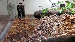 Setting Up A Bioactive Paludarium For A Cane Toad?