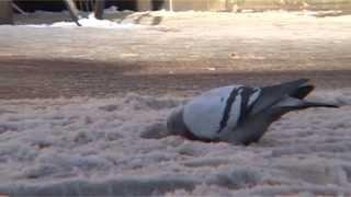 Pigeon eats snow