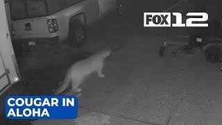 Cougar caught on camera in Aloha