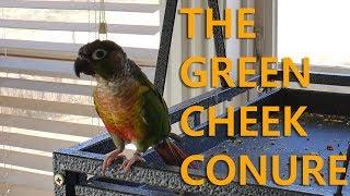 Why Green Cheek Conures Are Good Birds