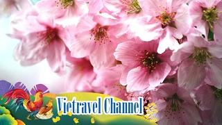 Khám phá Nhật Bản - Rực rỡ mùa hoa anh đào cùng Vietravel | Vietravel