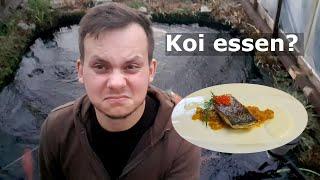 Kann man Koi essen? Sind Koikarpfen essbar? Q&A