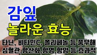 [감잎 효능] 감나무 잎의 매력적인 비밀: 영양과 생명력을 담은 자연의 선물