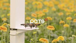 PATS - Bat-like Drones for Insect Control