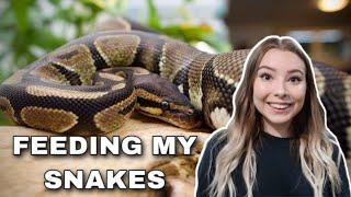 Feeding My Snakes! How I Feed Them + Snake Feeding Information!