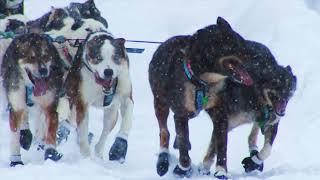 Iditarod 2020 | The Last Great Race | QRILLPAWS 2020 | Sled Dog Race