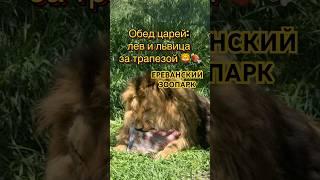 Жесткий рацион хищников #лев #львица #зоопарк #животные #царьзверей