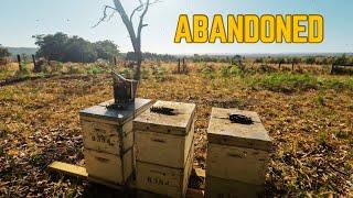 Rescuing Three Abandoned Hives and Taking Them Home