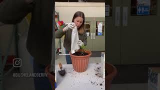 How to Plant Bushel and Berry® Bare Root Plants