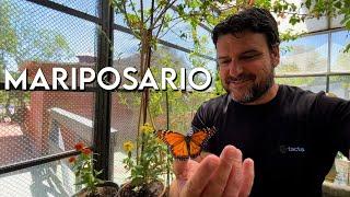 MARIPOSARIO - La vida de la mariposa Monarca