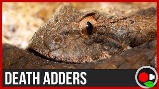 Death Adders in Australia: The Science Explained