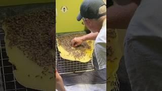 Can You Believe the Age of this Bee Nest?