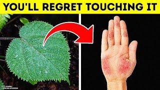 Unforgiving Plant Whose Sting Lasts for Years