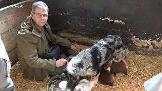 Besuch bei Pina und ihren 11 Geschwistern - Australian Shepherd Welpen