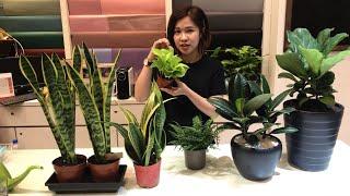 最佳室内植物 Best Indoor Plants That Cleanse The Air Naturally