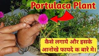 ईस पौधे के गुण जान लोगे तो कभी नहीं होगा आपको ये बीमारी | How To Grow Portulaca Plant | Moss Rose 