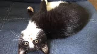 Slicey Dicey Reviews... A Kitten