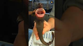 ஒரு கடி சதையை எடுத்திட்டு ஓடிடும்! | Cookie Cutter Shark | Animaltube Tamil