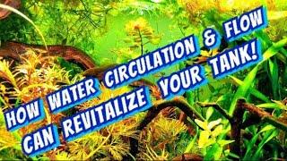 Powerheads! - Lets Talk Aquarium Circulation & Flow. How to Bring New Life to Your Plants & Fish.