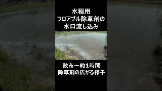 水稲フロアブル除草剤水口流し込み・・2時間後の本編もご覧ください