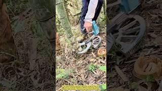 Precision Bamboo Harvesting in Action.