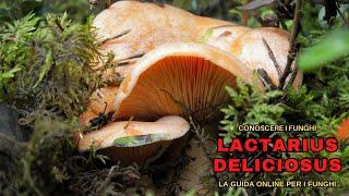 KNOWING MUSHROOMS | EVERYTHING ABOUT LACTARIUS DELICIOSUS, IMPOSSIBLE TO BE WRONG | MUSHROOMS 2021