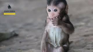 Poor wildlife of  monkey at Angkor Wat temple in Siem Reap, Cambodia