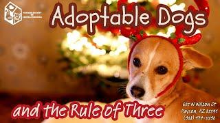 Adoptable Dogs and the Rule of Three