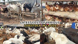 CURRENT COST OF VARIOUS LIVESTOCK COW GOAT RAM NATIVE GOAT CHICKEN IN LAGOS ISLAND CATTLE MARKET