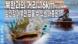 북한과의 거리 16km... 임진강에서만 잡히는 물고기가 있다? | KBS 20180407 방송