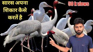 white heron  and eating a insects  in our field||सफेद बगुला और हमारे खेत में कीड़े खा रहे हैं